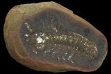 Fossil Syncarid Shrimp (Acanthotelson) - Mazon Creek #113239-1